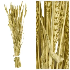 Fabrique de Styles Branche triticum h70cm* Fleurs Séchées
