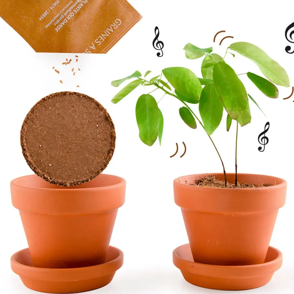 Fabrique de Styles Pot d8cm avec coupelle plante qui danse* Prêt À Pousser